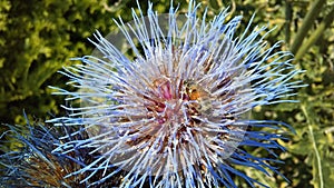 Bee on Artichoke Thistle, Cynara Cardunculus Blossoming in Bright Sunlight.