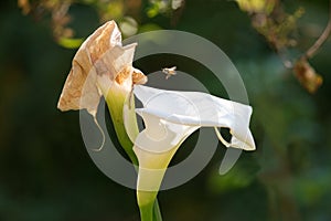 Bee and Arum Lily