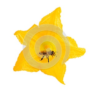 Bee as pollinators on yellow flower isolated on white. Honey bee as environment concept