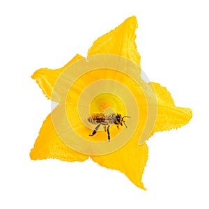 Bee as pollinators on yellow flower isolated on white. Honey bee as environment concept photo