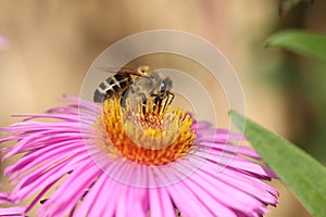 Bee on a aster.