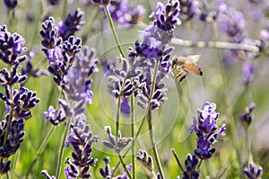 Bee attracted by Lavender, Tasmania