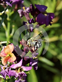 Bee Australian Blue Banded