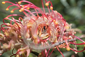 Bee - Australian Native Bee