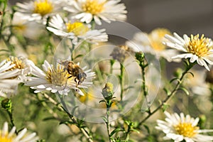 Bee on autumn Daisy