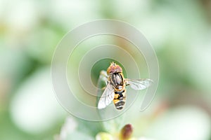 Bee in autumn park