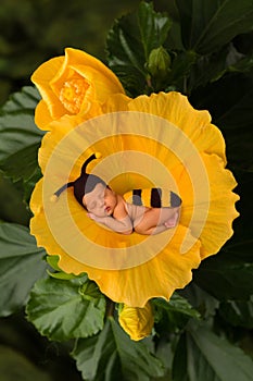 Bee baby in flower
