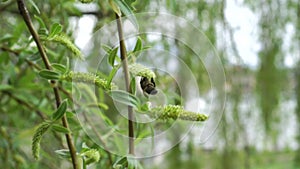 A bee on a Babylon weeping willow catkin. Branches of a spring tree close-up