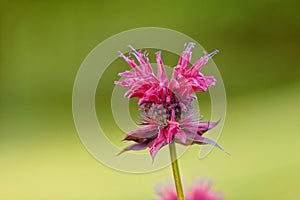 Bee Balm in bloom