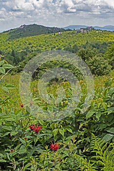 Bee-Balm blooms beneath a mountain on Grayson Highlands.