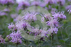 Bee balm blossoms, or Monarda fistulosa