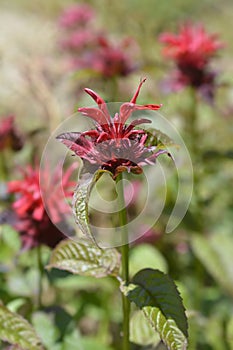 Bee balm Cambridge Scarlet