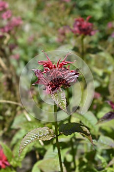 Bee balm Cambridge Scarlet