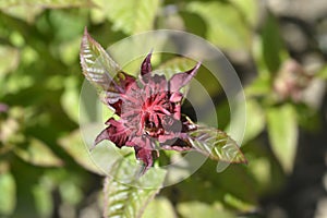 Bee balm Cambridge Scarlet