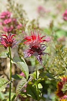 Bee balm Cambridge Scarlet