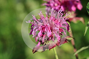 Bee Balm Flower