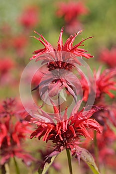 Bee balm flowers