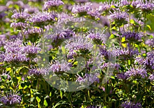 Bee Balm flowers of pink or lavender coloring blooming brightly in a garden