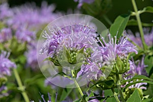 Bee balm in the garden. Known as Monarda.