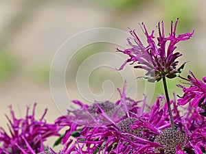 Purple Bee Balm Flowers