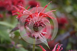 Bee Balm red spikey flower full bloom photo