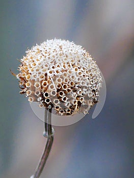 Bee Balm Seed Head with Hoarfrost