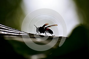 Bee in a banana leef photo