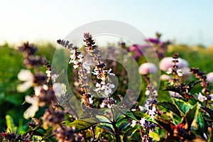 A bee on a Basil flower. Flower of Basil, great Basil