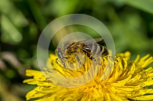 Bee, bathing in first rays of the sun