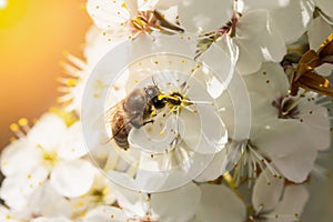 A bee on the beautiful flowers of a blooming branch on a bright sunny day in spring. Macro shot