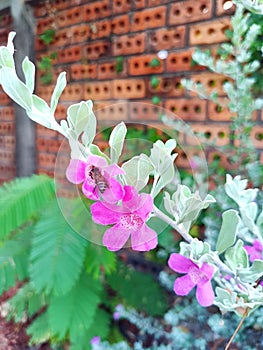 Bee with beautiful pink flower