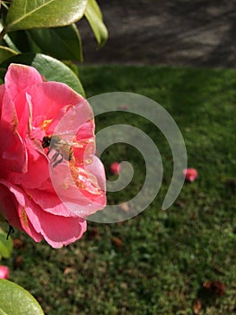 A bee on the beautiful pink flower