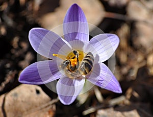 Bee is on the beautiful spring crocus