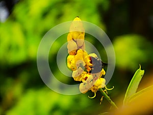The bee with beautiful tellow flower