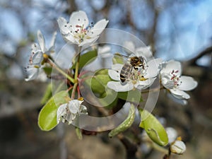 Bee on the beautiful white flowers of apple tree, spring time