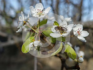 Bee on the beautiful white flowers of apple tree spring time