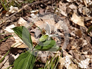 Bee on a beautiful white Trillium