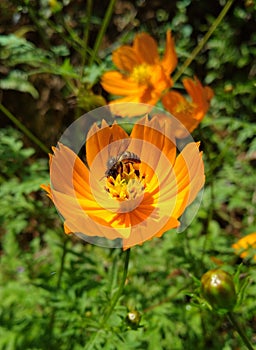 A bee on beautifull flower