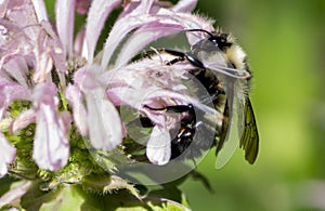 Bumble Bee on Bee Balm Flower