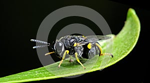 Bee, Bee Beautiful, Yellow-legged Chalcid