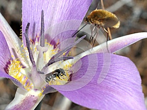 Bee and Bee-fly on a Mariposa Lily photo