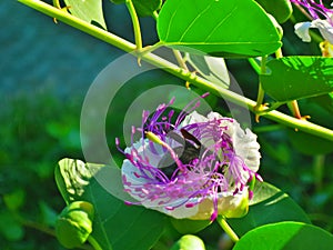 Bee bee flying in cape flower