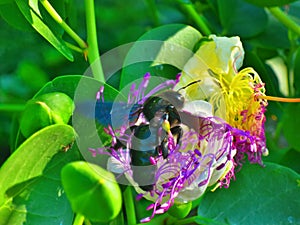 Bee bee flying in cape flower