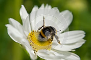 Bee. Bee flying over a flower. Bee on a flower. Macro.