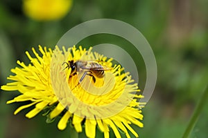 Bee. Bee flying over a flower. Bee on a flower. Macro.