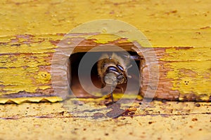 Bee in beehive