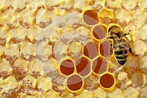 Bee in a beehive on honeycomb with copyspace. Bee turns nectar into fresh and healthy honey. Concept of beekeeping.