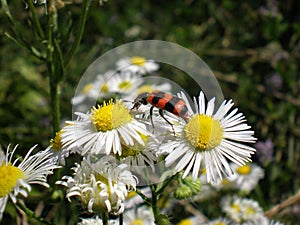 Bee beetle on a marguerite photo