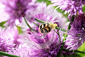 Bee beetle Trichius fasciatus on onion flower