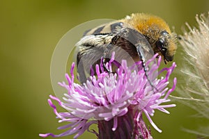 Bee beetle Trichius fasciatus scarab